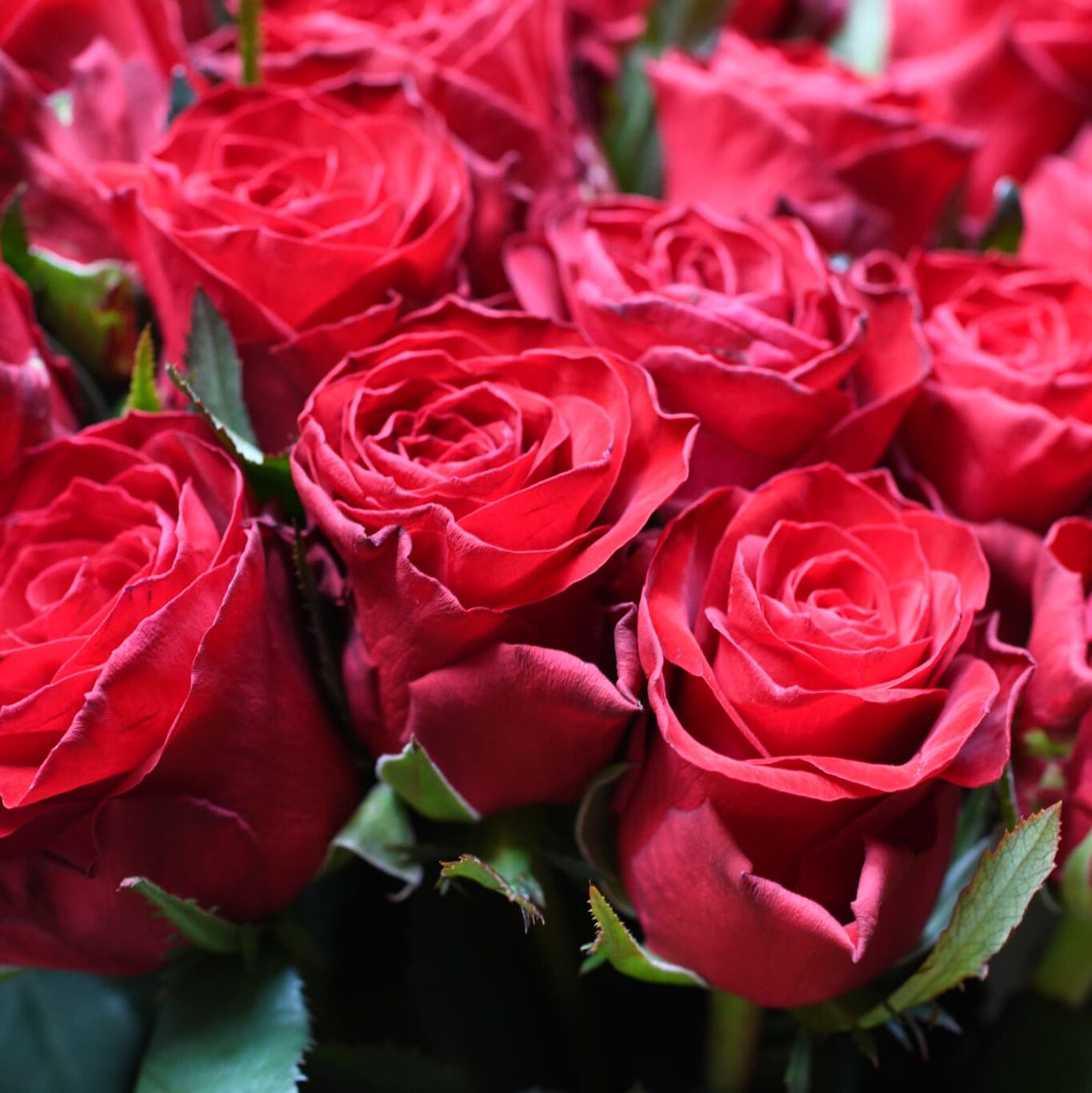 赤薔薇のアップ写真