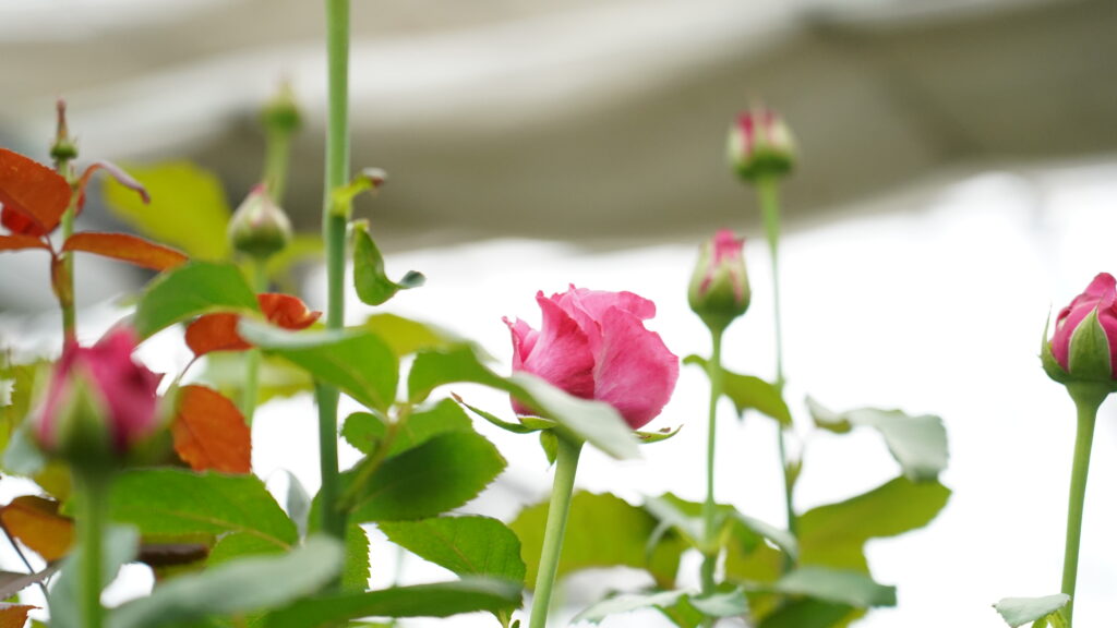 神田バラ園の薔薇