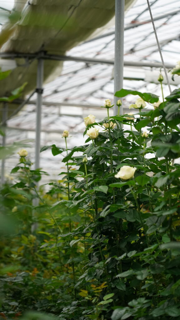 ハウス内　白薔薇
