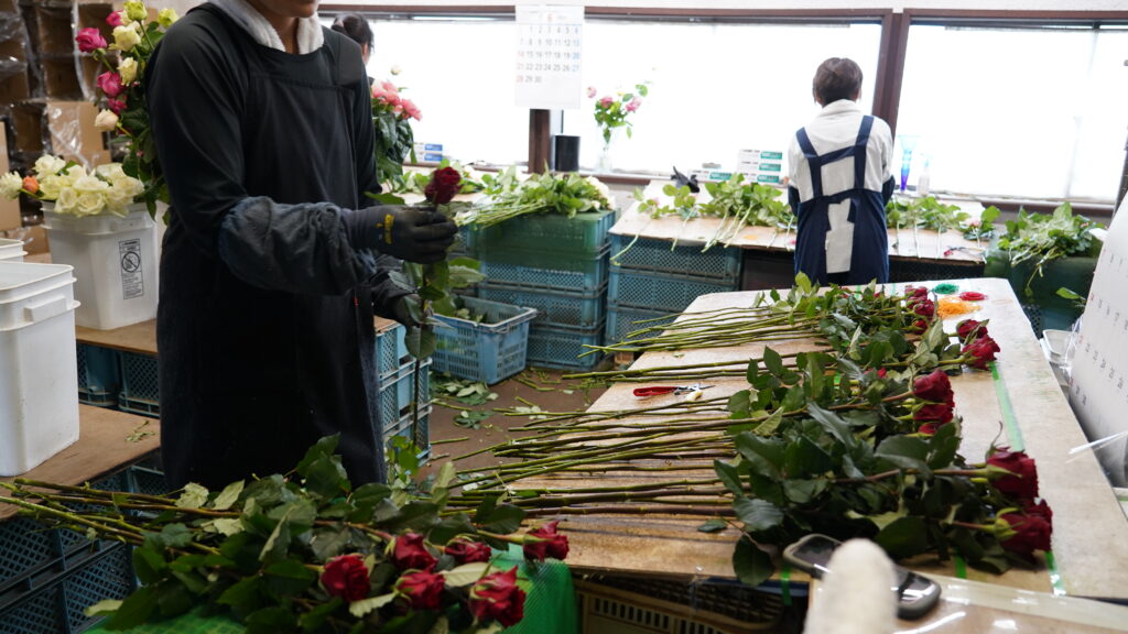 神田バラ園出荷作業の様子